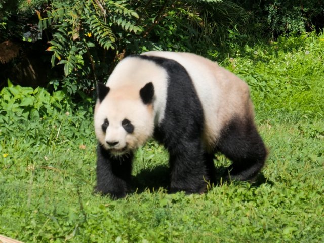 berlinzoo9